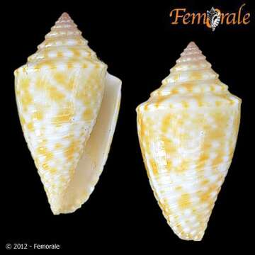 Image of Conasprella jaspidea (Gmelin 1791)