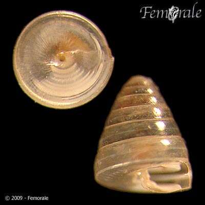 Image of dot snails