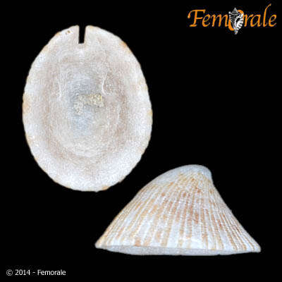 Image of Variegemarginula