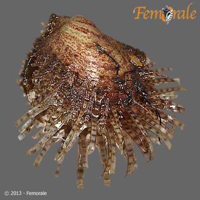 Image de Pterioidea Gray 1847