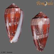 Image of cone snails