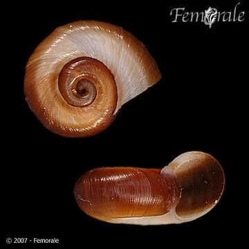 Image of unclassified Gastropoda