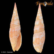 Image of Turbinelloidea Rafinesque 1815