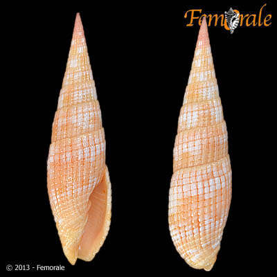 Image of Turbinelloidea Rafinesque 1815