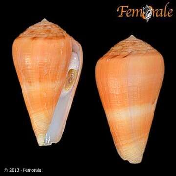 Image of cone snails