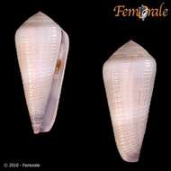 Image of cone snails