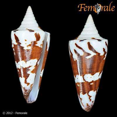 Image of Conus Linnaeus 1758