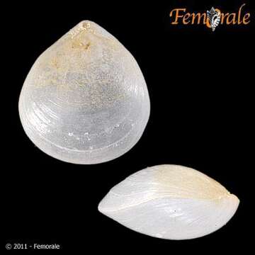 Image of lamp shells