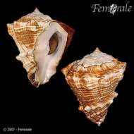 Imagem de Turbinellidae Swainson 1835