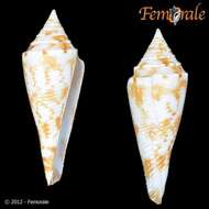 Image of Conasprella Thiele 1929