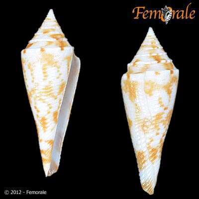 Image of Conasprella Thiele 1929