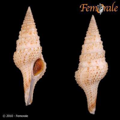 Plancia ëd Turridae H. Adams & A. Adams 1853