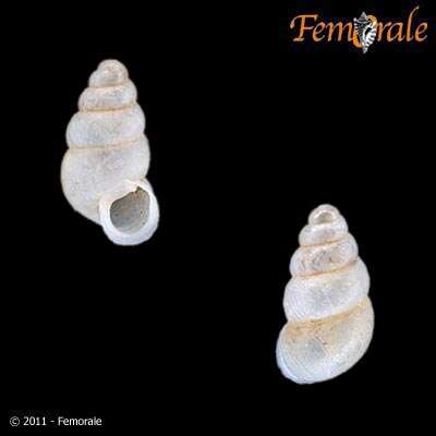 Image of chrysalis snails