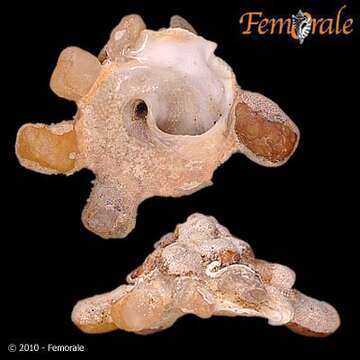 Xenophoroidea Troschel 1852 resmi