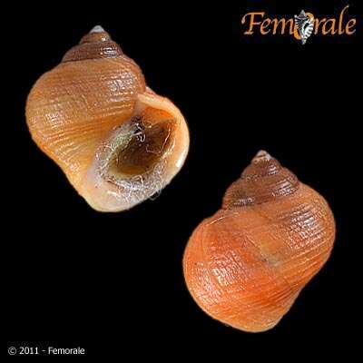 Image of Periwinkle snails