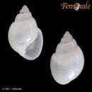 Image of Ringiculina teramachii Kuroda 1950