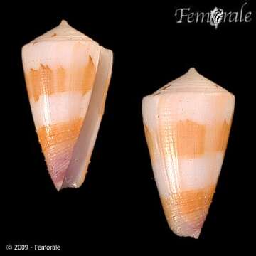 Image of cone snails