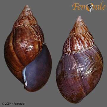 Image of <i>Achatina fulica</i> (Bowdich 1822)