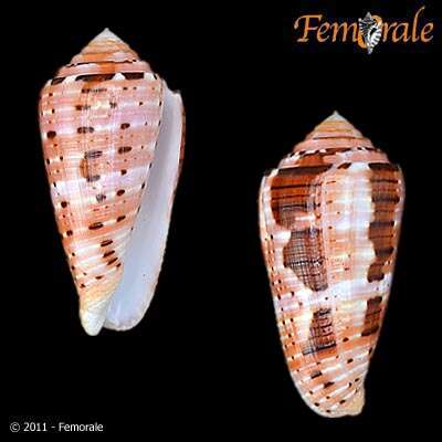 Image of cone snails