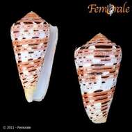 Image of cone snails