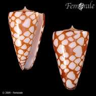 Image of Conus marchionatus Hinds 1843