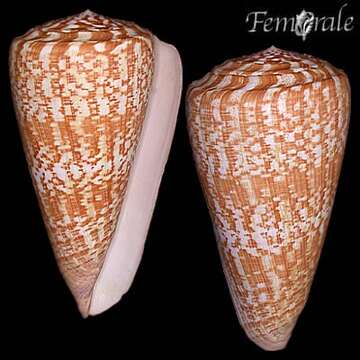 Image of Conus Linnaeus 1758