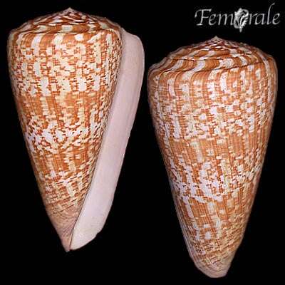 Imagem de Conus Linnaeus 1758