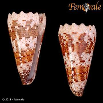 Image of Conus Linnaeus 1758