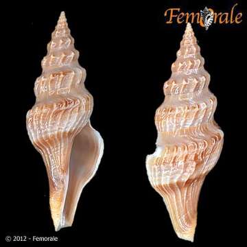 Image of Fusiturridae Abdelkrim, Aznar-Cormano, Fedosov, Kantor, Lozouet, Phuong, Zaharias & Puillandre 2018