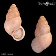 Image of Pomatiidae