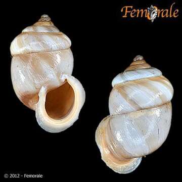 <i>Pupinidius pupinella</i>的圖片