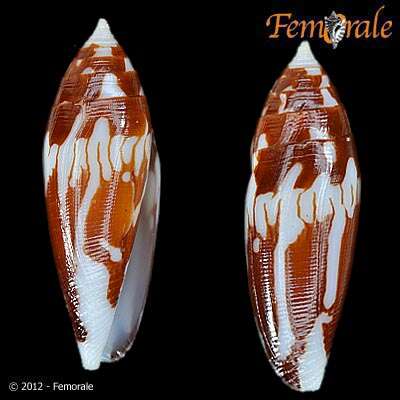 Image of cone snails