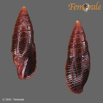 Image of Strigatella Swainson 1840