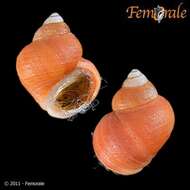 Image of Periwinkle snails