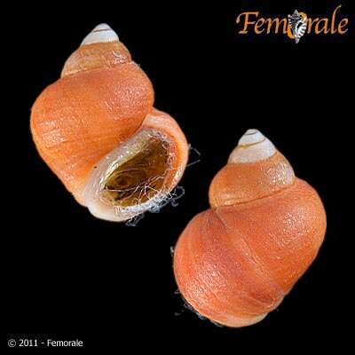 Image of Periwinkle snails