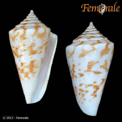 Image of cone snails