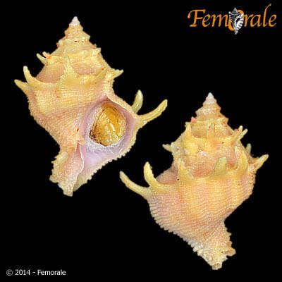 Image of Babelomurex Coen 1922