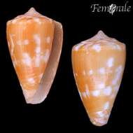 Conus venulatus Hwass ex Bruguière 1792的圖片