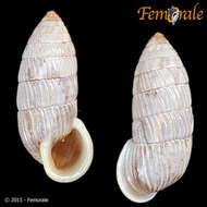 Image of Cerionidae