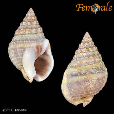 Image of nassa mud snails