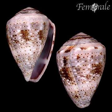 Image of cone snails