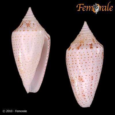 Image of Conasprella Thiele 1929