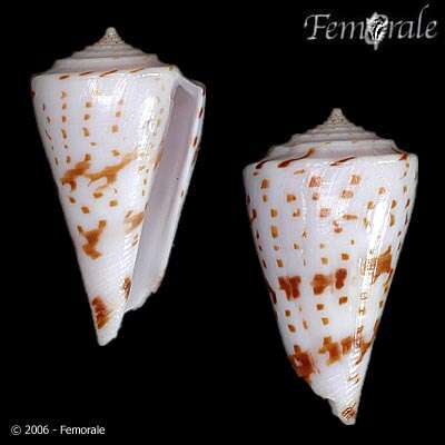 Image of Conasprella Thiele 1929