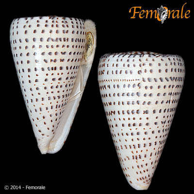 Image of cone snails