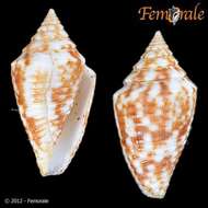 Image of Conasprella jaspidea (Gmelin 1791)