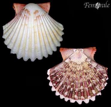 Слика од Oppenheimopecten galapagensis (Gray 1959)