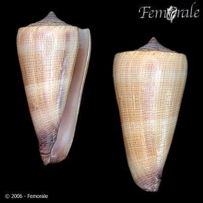 Image of Conus furvus Reeve 1843