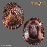 Image of unclassified Gastropoda