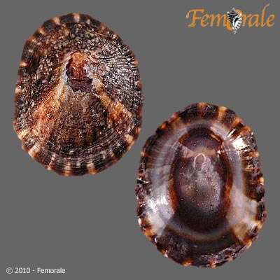 Image of unclassified Gastropoda