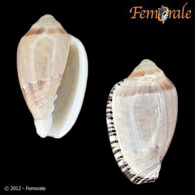 Image of Marginella Lamarck 1799